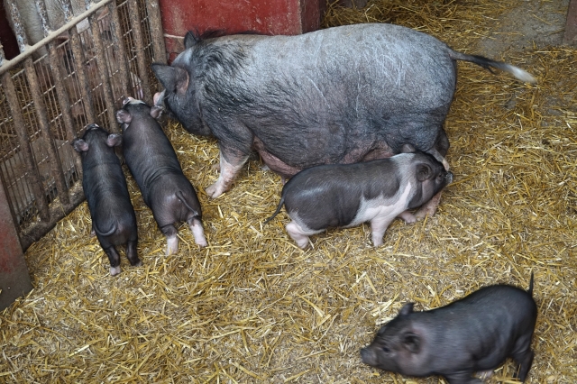 神奈川県の野生のイノシシが家畜伝染病『豚熱CSF』で死亡