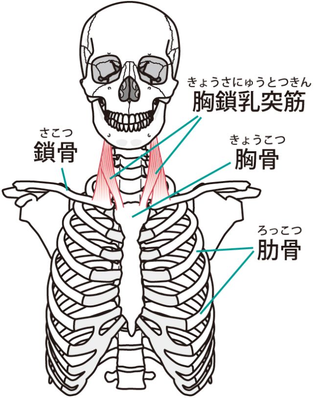 首こりの原因となる筋肉の解説～胸鎖乳突筋～