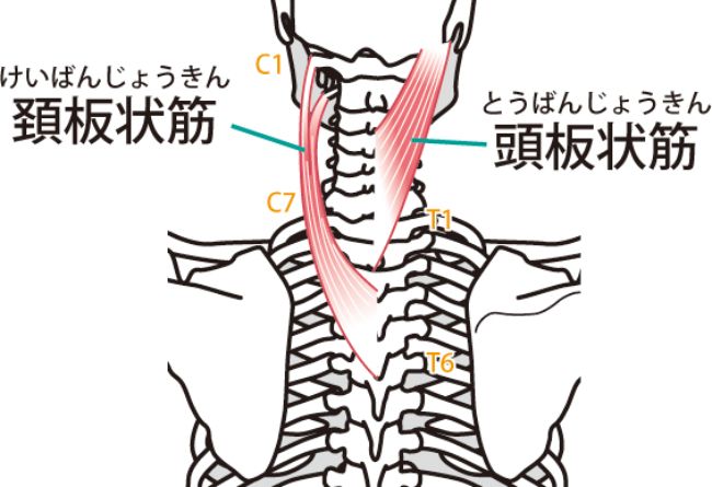 首こりの原因となる筋肉の解説～頭板状筋～